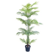 6ft Golden Cane Palm tree Tropical Palm Bush plants