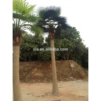 Artificial plastic Outdoor Palm Trees , Fake Palm Tree for Decoration