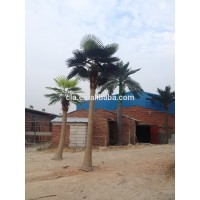 Artificial outdoor coconut palm tree , Fake fiberglass palm tree