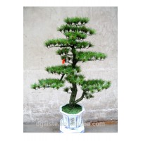 artificial pine tree ( plant bonsai flower / tree of DESTE )